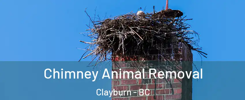  Chimney Animal Removal Clayburn - BC